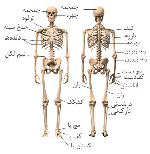 متن جایگزین